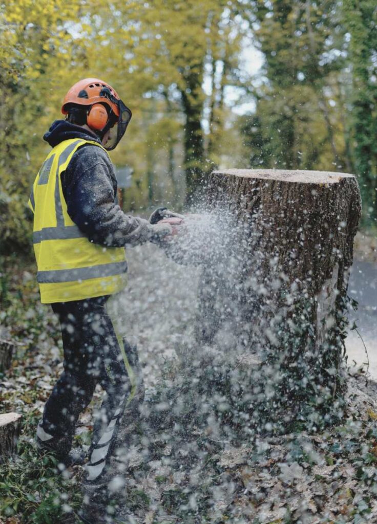 Tree Surgeon In Lanarkshire